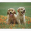 flat750x075f pad750x1000f8f8f8.u2 36 - Golden Retriever Gifts