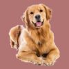 flat750x075f pad750x750f8f8f8 17 - Golden Retriever Gifts