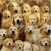 flat750x075f pad750x750f8f8f8 3 - Golden Retriever Gifts