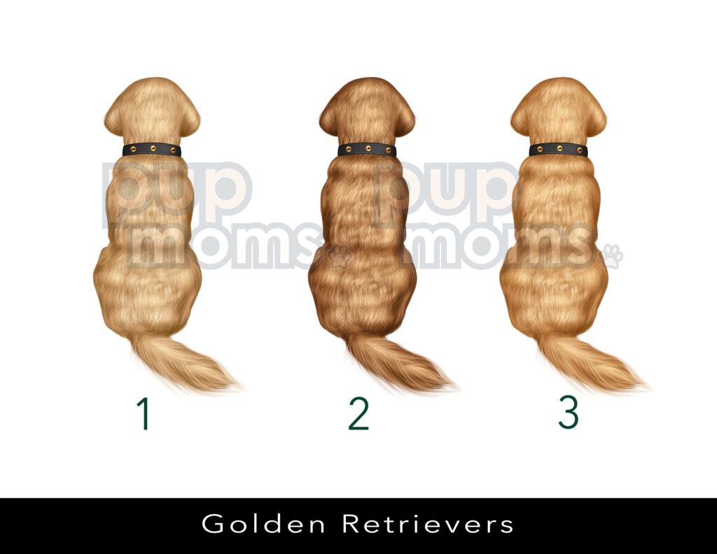 - Golden Retriever Gifts