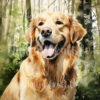 il fullxfull.5570525619 6wre - Golden Retriever Gifts